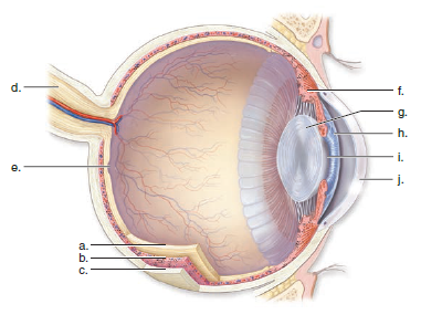 Choose the best answer for each question. Label the following diagram of the human eye.