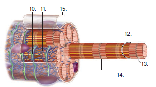 Choose the best answer for each question. For questions 10-15, label the diagram of a muscle fiber, using these terms: myofibril, Z line, T tubule, sarcomere, sarcolemma, and sarcoplasmic reticulum.