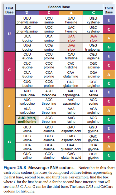 Choose the best answer for each question. Using the information in Figure 25.8, determine the sequence of amino acids that would be produced following transcription and translation of the following DNA template strand: TACGTTCCAACT A) tyrosine - valine - proline - threonine B) methionine - glutamic acid - glycine C) isoleucine - valine - proline D) methionine - glutamic acid - glycine - threonine (Reference Figure 25.8)