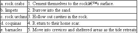 Match the following organisms with the adaptation used for living under the harsh conditions of the intertidal environment:  