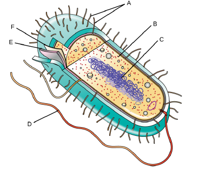 Label the parts of the prokaryotic cell. Label the parts of the prokaryotic cell.