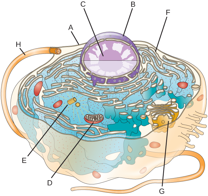Label the following parts of this eukaryotic cell.