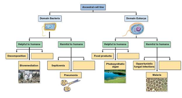 Fill in the empty boxes to describe how microbes are helpful to humans.