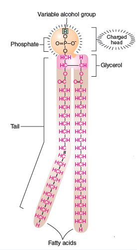 Figure 2.19 a and Figure 2.20. Speculate on why sterols like cholesterol can add stiffness to membranes that contain them. Figure 2.19 a Phospholipids-membrane molecules. Figure 2.20 Cutaway view of a membrane with its bilayer of lipids.