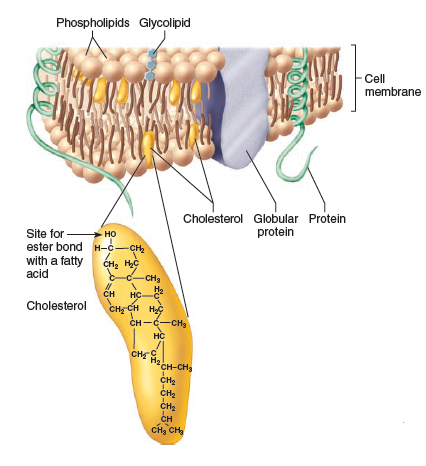Figure 2.19 a and Figure 2.20. Speculate on why sterols like cholesterol can add stiffness to membranes that contain them. Figure 2.19 a Phospholipids-membrane molecules. Figure 2.20 Cutaway view of a membrane with its bilayer of lipids.
