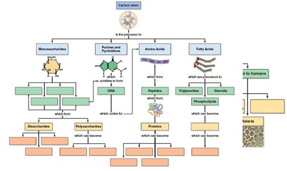 What carbon-based molecules combine to form DNA