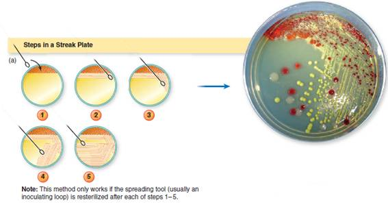 Process Figure 3.10. If you were using the streak plate method to plate a very dilute broth culture (with many fewer bacteria than the broth used for 3a) would you expect to see single, isolated colonies in area 4 or area 3 Explain your answer. Process Figure 3.10 Methods for isolating bacteria.