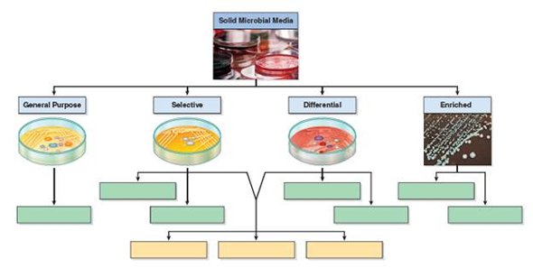 Give an example of each: defined and complex media.