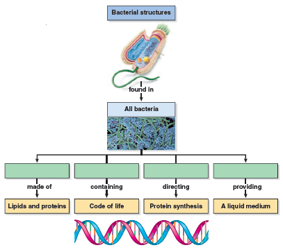 What characteristics are unique to gram-positive bacteria What characteristics are unique to gram-negative bacteria What characteristics are common to both