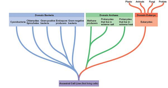 From chapter 1, figure 1.14. Study this figure. How would itbe drawn differently if the archaea were more closely related to bacteria than to eukaryotes Figure 1.14: Woese-Fox system. A system for representing the origins of cell lines and major taxonomic groups as proposed by Carl Woese and colleagues. They propose three distinct cell lines placed in superkingdoms called domains. The first primitive cells, were ancestors of both lines of prokaryotes (Domain Bacteria and Archaea), and the Archaea emerged from the same cell line as eukaryotes (Domain Eukarya).