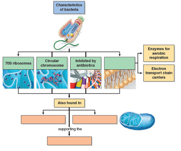 What is the endosymbiotic theory