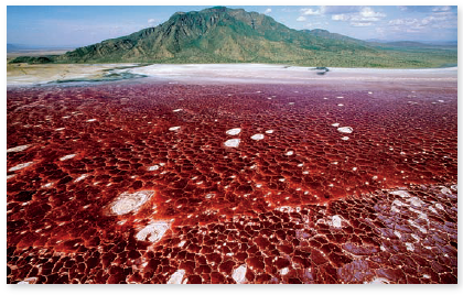 From chapter 4, figure 4.25 a. You may have seen similarsites in the environment. Can you think of two locations you have encountered that showed colorful evidence of microbialgrowth Figure 4.25 a : Halophiles around the world. (a) Lake Natron in the Great Rift Valley on the border of Tanzania and Kenya. Halophilic algae give the lake its color.