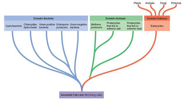 From chapter 1, figure 1.14. Which of the groups of organismsfrom this figure will contain a nucleus Why Figure 1.14: Woese-Fox system. A system for representing the origins of cell lines and major taxonomic groups as proposed by Carl Woese and colleagues. They propose three distinct cell lines placed in superkingdoms called domains. The first primitive cells, were ancestors of both lines of prokaryotes (Domain Bacteria and Archaea), and the Archaea emerged from the same cell line as eukaryotes (Domain Eukarya).