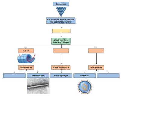 Provide examples of enveloped and nonenveloped viruses in each category as well as examples of complex viruses to complete the flowchart.