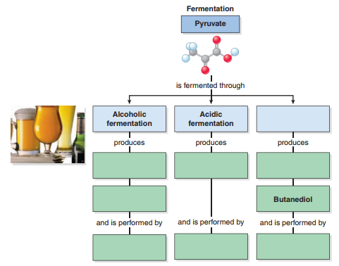 What are the three types of fermentation discussed in this chapter