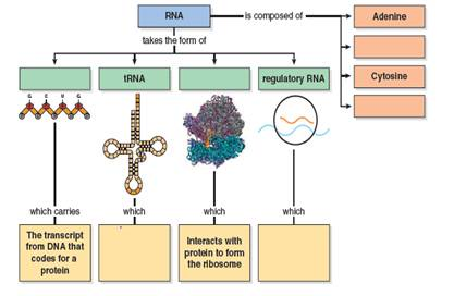 What are the functions of mRNA, tRNA, and rRNA What structures does each form