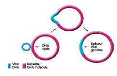 From chapter 6, figure 6.22. What has happened to the bacterial DNA in this illustration What effect can this have on a bacterium Is this temporary or permanent chapter 6, figure 6.22. Cultivating animal viruses in a developing bird embryo. (a) A technician inoculates fertilized chicken eggs with viruses in the first stage of preparing vaccines. Current influenza vaccine is prepared this way. (b) The shell is perforated using sterile techniques, and a virus preparation is injected into a site selected to grow the viruses. Targets include the allantoic cavity, a fluid-filled sac that functions in embryonic waste removal; the amniotic cavity, a sac that cushions and protects the embryo itself; the chorioallantoic membrane, which functions in embryonic gas exchange; the yolk sac, a membrane that mobilizes yolk for the nourishment of the embryo; and the embryo itself.