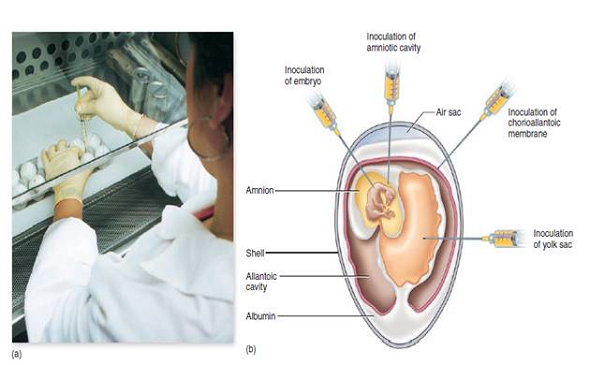 From chapter 6, figure 6.22. What has happened to the bacterial DNA in this illustration What effect can this have on a bacterium Is this temporary or permanent chapter 6, figure 6.22. Cultivating animal viruses in a developing bird embryo. (a) A technician inoculates fertilized chicken eggs with viruses in the first stage of preparing vaccines. Current influenza vaccine is prepared this way. (b) The shell is perforated using sterile techniques, and a virus preparation is injected into a site selected to grow the viruses. Targets include the allantoic cavity, a fluid-filled sac that functions in embryonic waste removal; the amniotic cavity, a sac that cushions and protects the embryo itself; the chorioallantoic membrane, which functions in embryonic gas exchange; the yolk sac, a membrane that mobilizes yolk for the nourishment of the embryo; and the embryo itself.