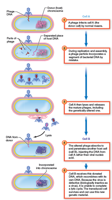 From chapter 9, process figure 9.23. Study the series of events in this illustration. What do cell A (step 1 ) and cell B (step 5 ) have in common chapter 9, process figure 9.23