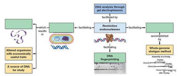 How are restriction endonucleases used in genetic engineering