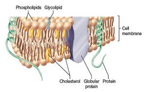 From chapter 2, figure 2.20. Study this illustration of a cell membrane. In what ways could alcohol damage this membrane How would that harm the cell ( Hint: Alcohol is a solvent.)chapter 2, figure 2.20. Figure 2.20 Cutaway view of a membrane with its bilayer of lipids. The primary lipid is phospholipid-however, cholesterol is inserted in some membranes. Other structures are protein and glycolipid molecules. Cholesterol can form ester bonds with fatty acids at its OH- group, imparting a polar quality similar to that of phospholipids.