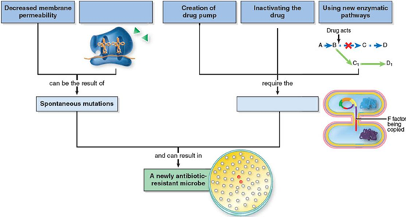 Give an example of at least one antibiotic that is inactivated by each of the resistance mechanisms presented. Describe how each of these antibiotics normally acts on a bacterium to cause cell death.