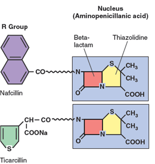 Figure 12.5. Where could penicillinase affect each of these antibiotics Figure 12.5: Chemical structure of penicillins. All penicillins contain a thiazolidine ring (yellow) and a beta-lactam ring (red), but each differs in the nature of the side chain (R group), which is also responsible for differences in biological activity.