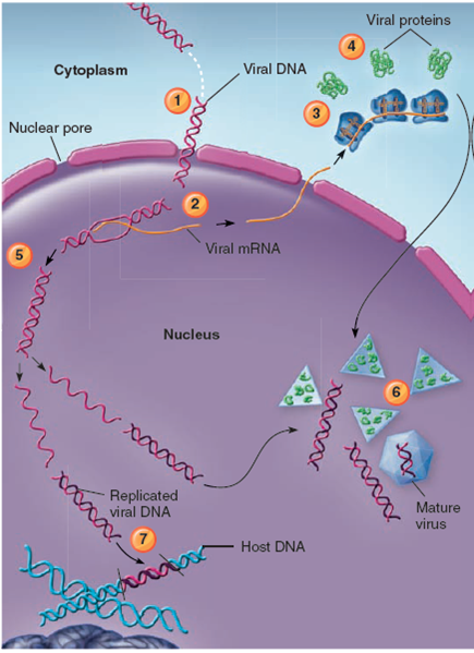 From chapter 6, process figure 6.14 a. Describe as many ways as possible for an antiviral drug to interfere with the activity illustrated in the figure. How is each effective in controlling the viral cycle Process Figure 6.14 General features in the multiplication cycle of DNA animal viruses. (a) Synthesis in a dsDNA virus.