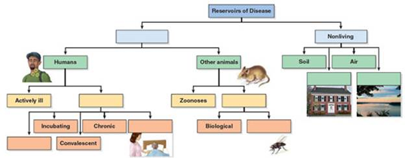 Describe the difference between biological and mechanical vectors.