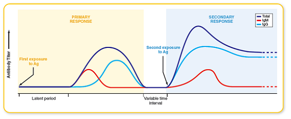 From this chapter, process figure 15.17. In this figure describing primary and secondary responses to antigen, indicate where a vaccination may be most effective, and also indicate where natural infection would play a role. Figure 15.17: Primary and secondary responses to antigens. Upon the first exposure to an antigen, the system undergoes a primary response. The earliest part of this response, the latent period , is marked by a lack of antibodies for that antigen, but much activity is occurring. During this time, the antigen is being concentrated in lymphoid tissue and is being processed by the correct clones of B lymphocytes. As plasma cells synthesize antibodies, the serum titer increases to a certain plateau and then tapers off to a low level over a few weeks or months. Early in the primary response, most of the antibodies are the IgM type, which is the first class to be secreted by plasma cells. Later, the class of the antibodies (but not their specificity) is switched to IgG or some other class (IgA or IgE). After the initial response, there is no activity, but memory cells of the samespecificity are seeded throughout the lymphatic system. When the immune system is exposed again to the same secondary response occurs. The rate of antibody synthesis, the peak titer, and the length of antibody persistence are greatly increased over the primary response. The speed and intensity seen in this response are attributable to the memory B cells that were formed during the primary response. The secondary response is also called the anamnestic response. The advantage of this response is evident: It provides a quick and potent strike against subsequent exposures to infectious agents.
