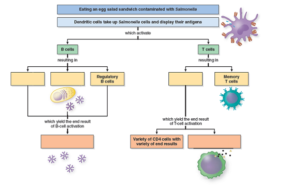 Scenario: It has been a week since your bout of Salmonella food poisoning, and you may never look at an egg salad sandwich the same way again. Your fever has gone down, you're starting to feel better, and you have started eating normal foods again. In your microbiology class, you are studying the specific immune response; and you start to ponder how your immune system has reacted to the infection. You have learned through your sad experience that Salmonella infects the gut mucosa and may gain entry to the bloodstream. Fill in the following flowchart to outline the components of your immune system that have been activated as a result of its encounter with Salmonella. What antibody type found in the blood is produced later in the infection