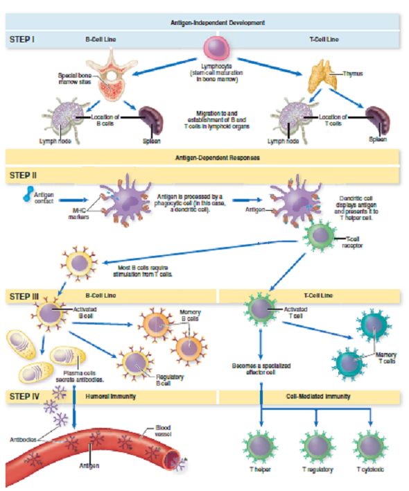From chapter 15, figure 15.1. How would a person'simmunity be affected if he or she had a deficiency in cytotoxic T cells Would a deficiency in T helper cells have a greater orlesser effect Explain your answer. Figure 15.1 Overview of the stages of lymphocyte development and function. (I) Development of B-and T-lymphocyte specificity and migration to lymphoid organs. (II) Antigen processing by dendritic cell and presentation to lymphocytes; assistance to B cells by T cells. (III) Lymphocyte activation, clonal expansion, and formation of memory B and T cells. (IV) End result of lymphocyte activation. Left-hand side: antibody release; right-hand side: cell-mediated immunity. Details of these processes are covered in each corresponding section heading.