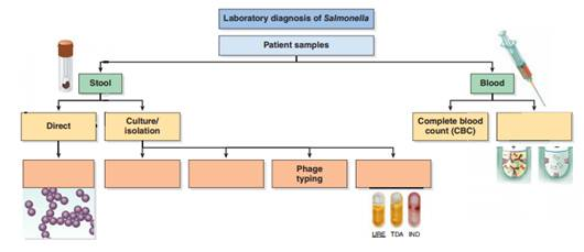 Scenario: You're still not quite back to normal after your bout with Salmonella , and your mother convinces you to go to the doctor. After taking your history and doing an examination, the doctor fills out paperwork for you to have some lab work done, concerned that you might have been infected with a particularly virulent strain of Salmonella. When you look at the paperwork, you notice that you will have to give a stool sample and have some blood drawn. As a microbiology student studying chapter 17 in this textbook, you're interested in what tests will be done. When you go into the lab clinic to have the tests performed, you ask the technician about the tests they will perform on your blood and stool. What direct tests will be performed on the stool sample    