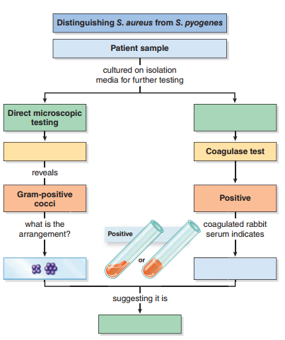 How are S. aureus and S. pyogenes phenotypically similar How are they different