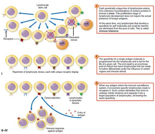 From chapter 15, table 15.6. A vaccine used to immunize individuals against meningococcal meningitis is described as containing meningococcal capsular polysaccharide antigens. Which of the vaccine production strategies shown in this illustration could be used to produce this vaccine Explain your answer. Process Figure 15.6 Overview of the clonal selection theory of lymphocyte development and diversity.