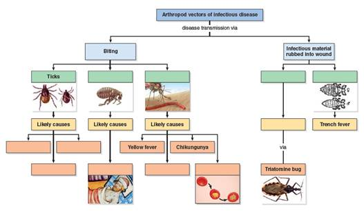 What might be the ecological consequences of eliminating a particular vector in an effort to control infection