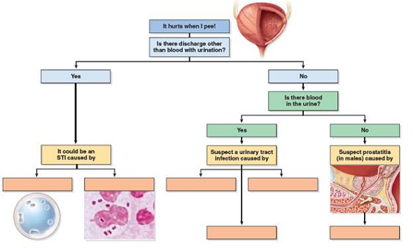 What are the likely treatments of a UTI