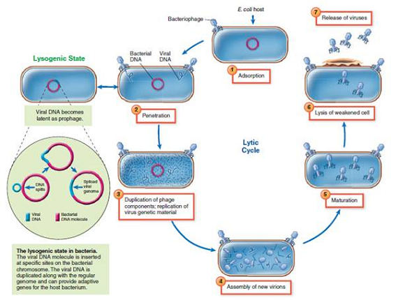 From chapter 6, figure 6.19. We suggested that bacteriophages in the ocean appear to play a role in photosynthesis and the turnover of nutrients. Which of these two activities is more likely to be accomplished when the bacteriophage is in the lysogenic state Figure 6.19: Events in the lytic cycle of T-even bacteriophages. The lytic cycle ( - ) involves full completion of viral infection through lysis and release of virions. Occasionally, the virus enters a reversible state of lysogeny (left) and its genetic material is incorporated into the host's genetic material.
