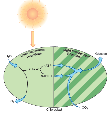 From chapter 8, figure 8.24. What process does this represent How does it link to the biogeochemical cycles from this chapter Figure 8.24: Overview of photosynthesis. The general reactions of photosynthesis, divided into two phases called light-dependent reactions and light-independent reactions. The dependent reactions require light to activate chlorophyll pigment and use the energy given off during activation to split an H 2 O molecule into oxygen and hydrogen, producing ATP and NADPH. The independent reactions, which occur either with or without light, utilize ATP and NADPH produced during the light reactions to fix CO 2 into organic compounds such as glucose.