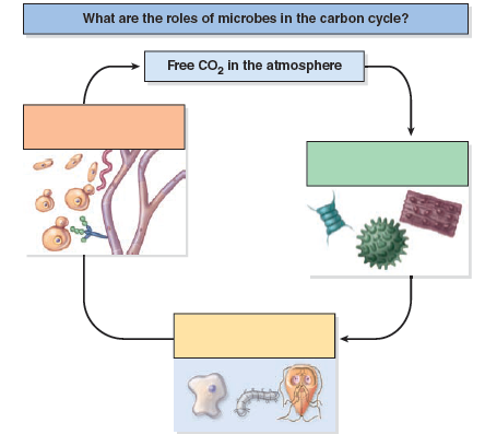 How do microbes act as consumers Give at least one example.