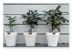Critical thinking is the ability to reason and solve problems using facts and concepts. These questions can be approached from a number of angles and, in most cases, they do not have a single correct answer. a. Looking at the photo of the three plants, explain a symbiotic relationship within the rhizosphere that could account for the observed difference in height among these plants. b. Many people use animal manure to fertilize their garden crops. Discuss how this application benefits the growing plants, and discuss whether or not it poses any risks to human or environmental health.