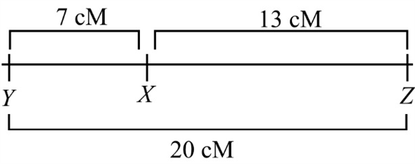 The recombination frequency (RF) is the probability of a cross-over between the two genes that are present on the same chromosome. The formula for the recombination frequency can be mentioned as follows: 1% of recombination frequency is equivalent to 1 map unit (m.u) or one centimorgan (cM). From the given data, the recombination frequency between X and Y is 7%, Y and Z is 20% and X and Z is 13%. In general, a gene pair with the highest RF would likely be located farthest from each other. So, the gene map is as follows: