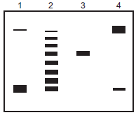 You isolated a 10,500-bp plasmid (supercoiled, cccDNA) from E. coli. The plasmid contains one unique recognition site for EcoRI, a restriction enzyme. Restriction enzymes recognize a specific sequence and cut both strands of the DNA at that sequence (Chapter 21). You briefly incubated the cccDNA at 37°C in four separate reactions containing the components listed below. You ran the reaction on an agarose gel and visualized the DNA using ethidium bromide and UV light. The reactions included the appropriate buffer and ATP when required. An agarose gel containing four lanes of possible products is given below. For each reaction, indicate which lane on the gel contains the products that you would expect to see on your agarose gel. i. Buffer alone ii. DNase I (brief treatment) iii. Topoisomerase I iv. EcoRI