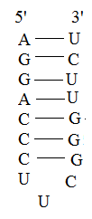The following ribonucleic acid (RNA) sequence is given: 5'- AGGACCCUUCGGGGUUCU-3' The potential hairpin structure for this sequence would be: Most of the bases are complementary while three do not form any bonds. AU base pairing is normally seen while GU base pairing also occurs. CU base pairing does not occur and so the last three bases form the loop of the structure and do not form any bonds between them.