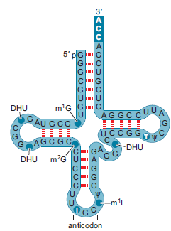 The yeast alanine tRNA is shown below (adapted from Chapter 2, Fig. 2-14). Identify the type(s) of secondary structure present in this tRNA. Identify any noncanonical base pairing.