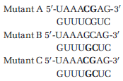 The genome of the bacteriophage Q? consists of about 4000 nucleotides of single-stranded RNA. Inside the E. coli host, replication of this genome requires a RNA-dependent RNA polymerase made up of phage and bacterial proteins. Interestingly, the replicase binds to a region in the center of the RNA genome, yet must start copying the 3? end of the RNA template to produce a new strand of RNA in the 5? to 3? direction. Researchers hypothesized that the presence of a predicted pseudoknot in the Q? genome allowed the replicase to gain access to the 3? end of the RNA. To test their hypothesis, they measured the replication efficiency in vitro using wild-type replicase and different versions of the Q? RNA containing mutations in a region key to the predicted pseudoknot formation. They specifically focused on an eight-nucleotide region from the center of the RNA that was complementary to the 3?-terminal hairpin. The wild-type and mutant sequences and replication data are given below. In vitro replication efficiency (relative to wild type) Wild type: 100% Mutant A: 1.6% Mutant B: 0.6% Mutant C: 42% A. Predict why the replication efficiency so low in Mutant A. B. Predict why the replication efficiency is restored to almost half of wild-type levels in Mutant C? C. Do you think the results support or refute the hypothesis that the presence of a pseudoknot affects replication? Data adapted from Klovins and van Duin (1999. J. Mol. Biol. 294 ? 875-884.)