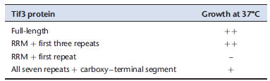 A translation initiation factor, called Tif3 or eIRF4B, in yeast cells has the following sequence of elements in its polypeptide chain: an amino-terminal domain containing an RNA recognition motif (RRM), a Central segment with a seven-fold repeated sequence rich in basic and acidic amino acid residues, and a carboxy-terminal region with no evident homology to known motifs or domains. A. Describe the significance of RRMs. The modularity of the protein suggested the following series of experiments, to analyze the roles of its different parts. Cells with a deletion of the TIF 3 gene do not grow at 37°C?but grow normally at 30°C. By adding a gene that encodes a fragment of the protein, it is possible to assay for complementation-the capacity of that fragment to confer wild-type growth at 37°C. The results of such experiments are shown in the table below, in which ++?+?and ? indicate the degree of growth/complementation. B. From these data, which region of the protein is required for wild-type growth at 37°C? A further set of experiments involved an in vitro translation assay, using an extract from the strain lacking the TIF3 gene. The reaction was initiated by adding purified Tif3 protein or one of its truncated forms. The results are in the table below, which shows the percentage of in vitro translation relative to the reaction with full-length Tif3. C. How do these results compare with the complementation results in part B? Do they modify your conclusion from the genetic experiments? Data adapted from Niederberger et al. (1998. RNA 4: 1259-1267).