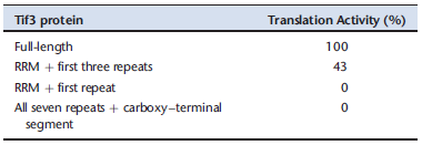 A translation initiation factor, called Tif3 or eIRF4B, in yeast cells has the following sequence of elements in its polypeptide chain: an amino-terminal domain containing an RNA recognition motif (RRM), a Central segment with a seven-fold repeated sequence rich in basic and acidic amino acid residues, and a carboxy-terminal region with no evident homology to known motifs or domains. A. Describe the significance of RRMs. The modularity of the protein suggested the following series of experiments, to analyze the roles of its different parts. Cells with a deletion of the TIF 3 gene do not grow at 37°C?but grow normally at 30°C. By adding a gene that encodes a fragment of the protein, it is possible to assay for complementation-the capacity of that fragment to confer wild-type growth at 37°C. The results of such experiments are shown in the table below, in which ++?+?and ? indicate the degree of growth/complementation. B. From these data, which region of the protein is required for wild-type growth at 37°C? A further set of experiments involved an in vitro translation assay, using an extract from the strain lacking the TIF3 gene. The reaction was initiated by adding purified Tif3 protein or one of its truncated forms. The results are in the table below, which shows the percentage of in vitro translation relative to the reaction with full-length Tif3. C. How do these results compare with the complementation results in part B? Do they modify your conclusion from the genetic experiments? Data adapted from Niederberger et al. (1998. RNA 4: 1259-1267).
