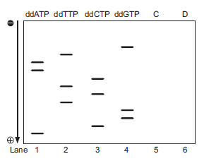 You decide to perform dideoxy sequencing on a PCR product. You add the appropriate 32 P-labeled primer, DNA polymerase, DNA template (the PCR product), buffer, dNTP mix, and a small amount of one of the four ddNTPs to four reaction tubes. You run the reactions in the thermal cycler, load each reaction into a separate lane of a polyacrylamide gel, and separate the products by gel electrophoresis. In the figure below, the lanes are labeled according to the ddNTP added. A. What is the sequence of the template strand? Be sure to label the 5? and 3? ends. B. Suppose that you accidentally added 10-fold more ddGTP to the reaction in lane 4. What effect would that have on the banding pattern in lane 4? C. In lane 5, draw what you would expect to see if you prepared a reaction using a nucleotide mix containing only dATP, dTTP, dCTP, and dGTP. D. In lane 6, draw what you would expect to see if you prepared a reaction using a nucleotide mix containing only ddATP, dTTP, dCTP, dGTP.