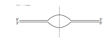 Below is a picture of a single origin of replication in a eukaryotic cell. A. With respect to the dotted line, in which direction(s)-right, left, or both-does total replication proceed? B. On the right-hand side of the dotted line, the replication of which template strand (top or bottom) will be continuous by DNA polymerase? C. On the left-hand side of the dotted line, the complete replication of which template strand (top or bottom) will be more affected by a mutation that causes DNA ligase to be partially functional?